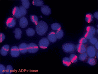 Poly(ADP-ribose) monoclonal antibody (10H) Immunocytochemistry laser