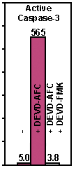 Caspase-3 (human), (recombinant) (active) image