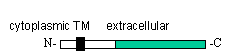 KillerTRAIL™  Protein (soluble) (human), (recombinant) (BULK) Schematic structure