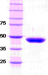 SET7/9 (human), (recombinant) SDS-PAGE