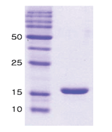 α-Synuclein (human), (recombinant) SDS-PAGE