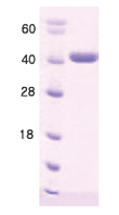 HSP40 (human), (recombinant) (His-tag) SDS-PAGE