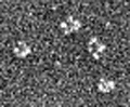 COMP (rat):Angiopoietin-1 (human), (recombinant) Pentameric structure Transmission electron microscopy