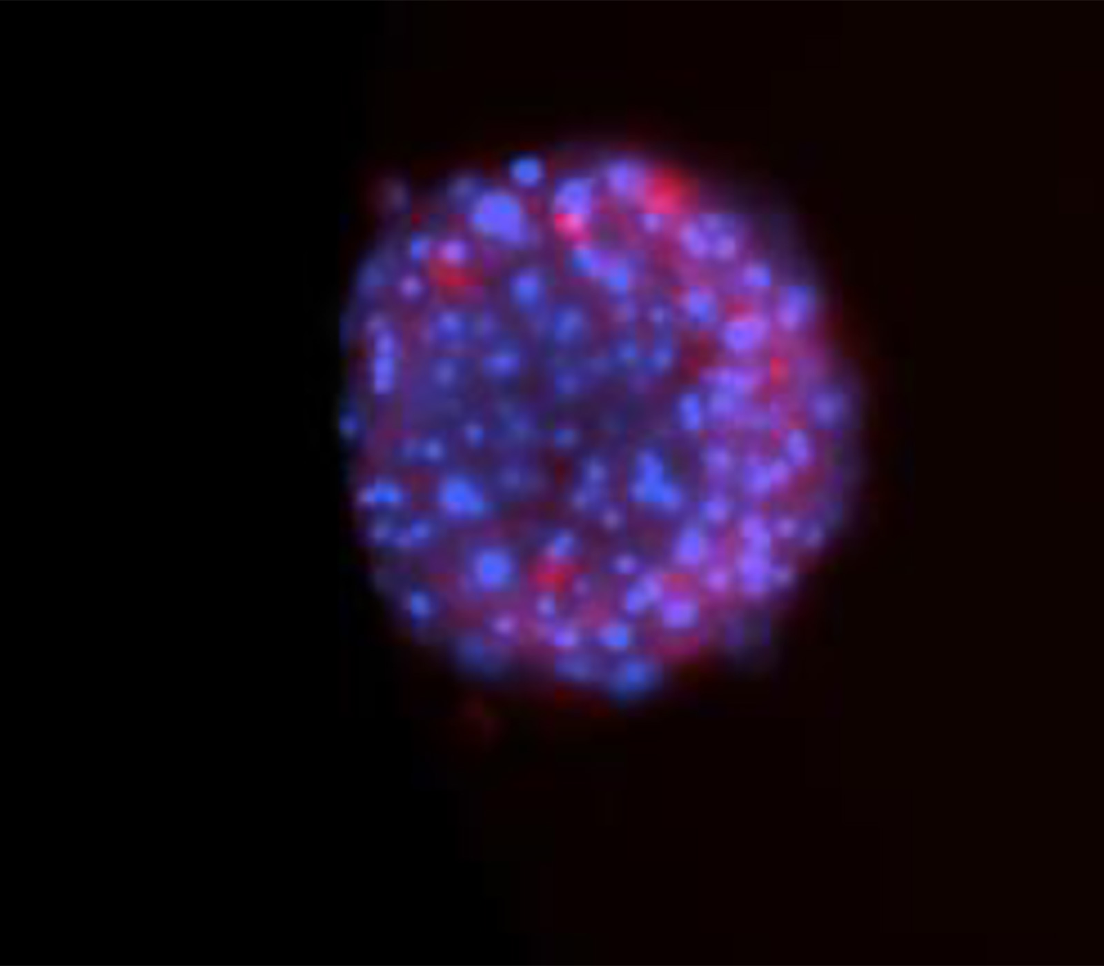 Antibody Drug Conjugates Enzo