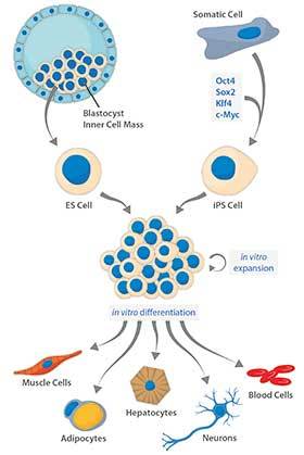 Stem Cells: from Embryonic Origin to Induced Pluripotency – An Overview ...