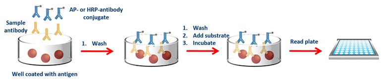What are the differences between ELISA assay types? - Enzo