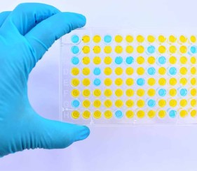 ELISA Assay plate