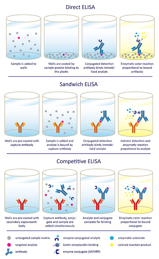 Which Controls to Use in ELISA Assays? Enzo