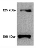 5-Trisphosphate Receptor (Type 1) ALX-210-169."""""