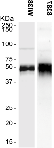 PTX3 polyclonal antibody Western blot
