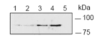 XRCC1 (human) polyclonal antibody Immunoprecipitation