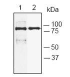 PARP-1 (BRCT Domain) polyclonal antibody Immunoprecipitation