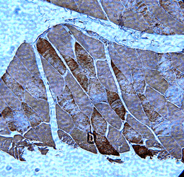 Adiponectin receptor 2 (mouse) polyclonal antibody Immunohistochemistry