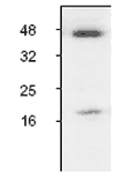 Caspase-3 polyclonal antibody Western blot