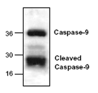 Caspase-9 polyclonal antibody Western blot