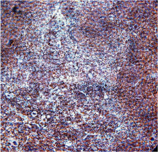 Caspase-9 (human) polyclonal antibody WB