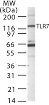 Toll-like receptor 7 polyclonal antibody Western blot