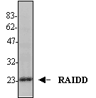 RAIDD (human) polyclonal antibody (AT100) Western Blot