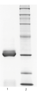 Gelonin SDS-PAGE