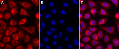 ER-ID® Red assay kit (GFP-CERTIFIED®) image