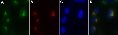 GOLGI ID® Green assay kit image