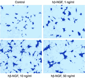 β-Nerve growth factor (human), (recombinant) image