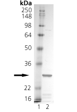 TRAIL (soluble) (human), (recombinant) SDS-PAGE