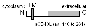 CD40L (soluble) (human), (recombinant) Schematic structure