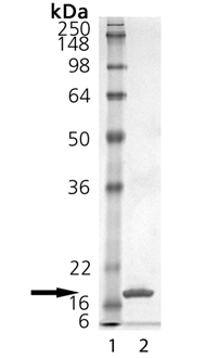 CD40L (soluble) (human), (recombinant) SDS-PAGE
