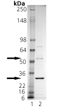BAFF (soluble) (human), (recombinant) SDS-PAGE