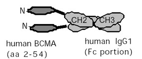 BCMA (human):Fc (human), (recombinant) Schematic structure
