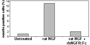 Nerve growth factor receptor (human):Fc (human), (recombinant) image