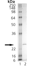 BAFF (soluble) (mouse), (recombinant) SDS-PAGE