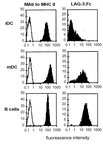 LAG-3 (human):Fc (human), (recombinant) image