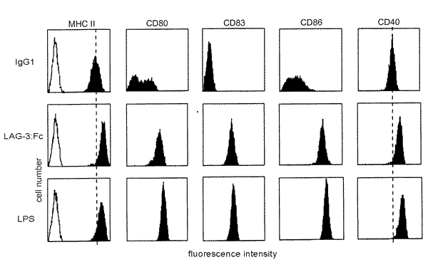 LAG-3 (human):Fc (human), (recombinant) image