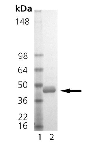 Omentin 1 (human), (recombinant) SDS-PAGE