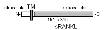 RANKL (soluble) (human), (recombinant) Schematic structure
