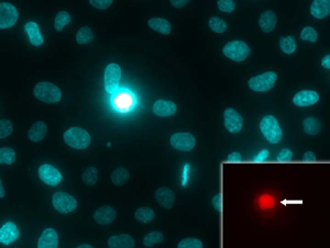 NUCLEAR-ID® Blue/Red cell viability reagent (GFP-CERTIFIED®) image