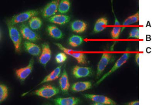 ORGANELLE-ID-RGB® reagent I image