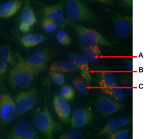 ORGANELLE-ID-RGB® reagent II image