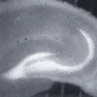 ZnAF-2 DA image