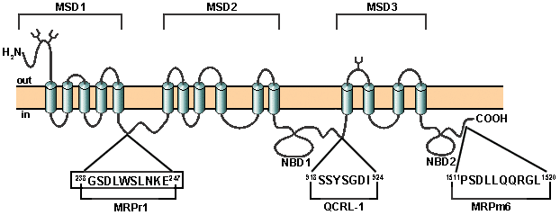 MRP1 (human) monoclonal antibody (MRPm6) Epitope mapping