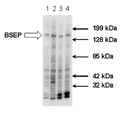 Endothelin-1 monoclonal antibody (TR.ET.48.5) Immunohistochemistry
