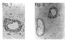 Prolactin receptor (rat) monoclonal antibody (T6) Immunohistochemistry