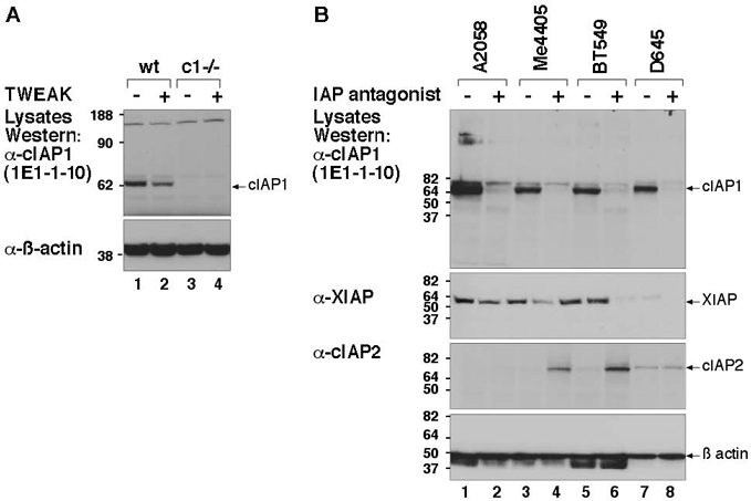 c-IAP1 monoclonal antibody (1E1-1-10) Western blot