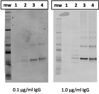 DMPO monoclonal antibody (1) Western blot
