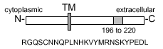 FasL (mouse) monoclonal antibody (H11) (biotin conjugate) Schematic structure of immunogen
