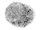 Perforin (mouse) monoclonal antibody (CB5.4) image