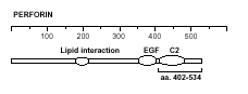 Perforin (mouse) monoclonal antibody (CB5.4) (FITC conjugate) Schematic structure of immunogen