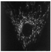 trans-Golgi network 38 monoclonal antibody (2F7.1) Immunofluorescence